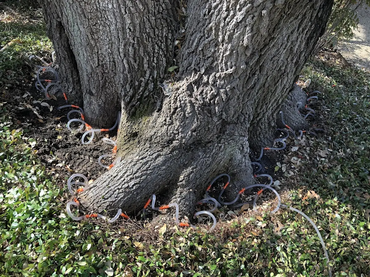Detailed Tree Cabling and Bracing job site in Eckley