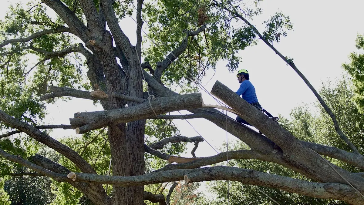 Professional Crown Thinning performed by certified arborists in Eckley